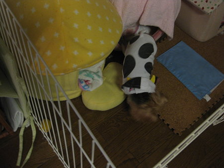 どっかにおちてないかなぁ?