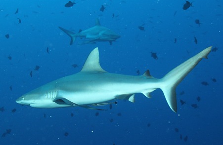 クワッチのパラオ５ サメ さめ 鮫 みんなのポケット６ 楽天ブログ