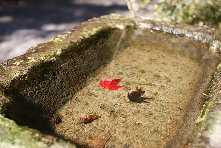 紅一葉
