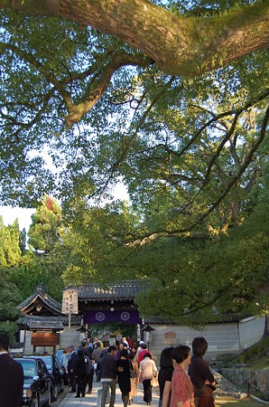 青蓮院 木はいいなあ