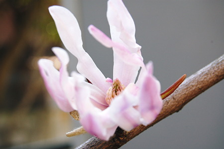 2010年03月22日_DSC_0525