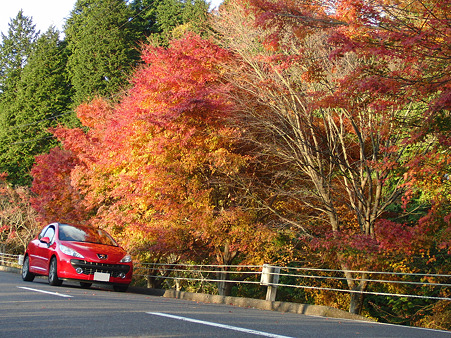 207と紅葉２