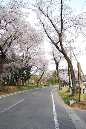 今年初めてのキャンプに行ってきました。桜が満開でした。