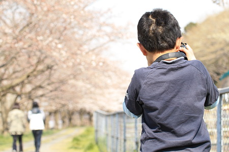 桜_03