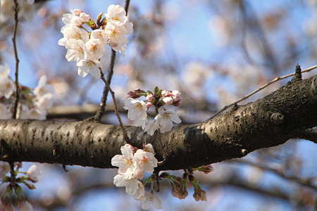 桜_18