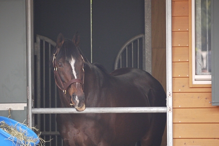 馬房から睥睨するテイオー