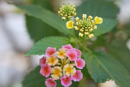 高砂路傍の花 5