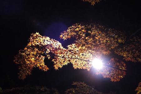 清澄庭園 紅葉ライトアップ