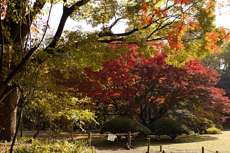 六義園 秋色の重なり