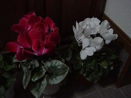 この時期の花