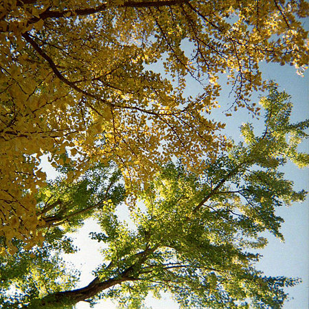 Image1035(FUJICA RAPID S)
