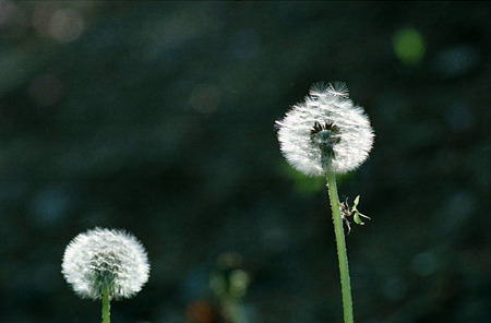 Image0100（Konica Autoreflex T3）