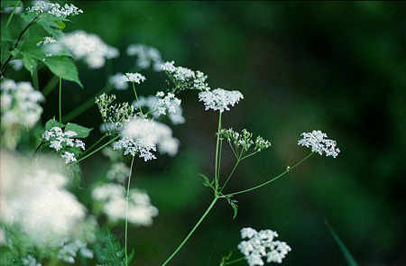 Image0110（Konica Autoreflex T3）