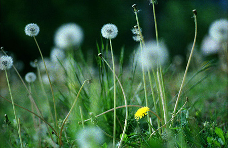 Image0112（Konica Autoreflex T3）