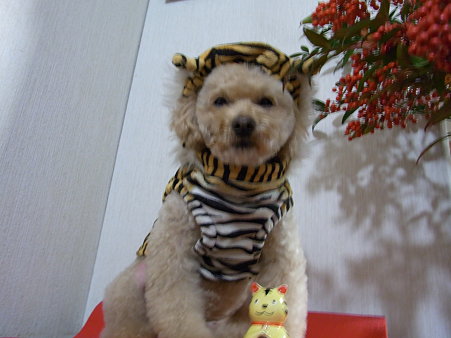 tiger