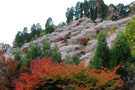 川見四季桜公園５
