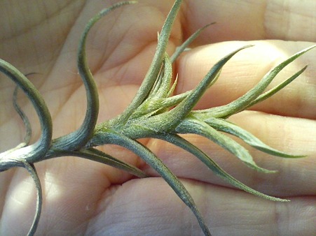 andicola