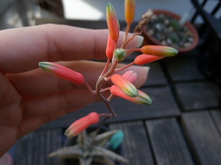 アロエDiegoの花