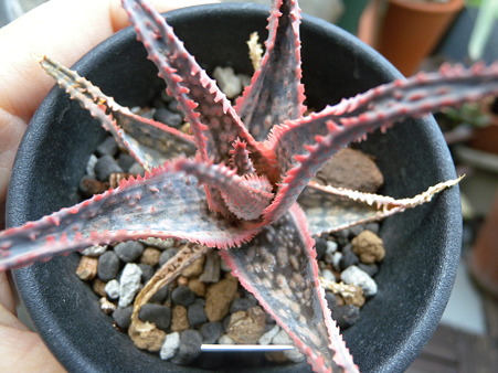 Aloe Carmine