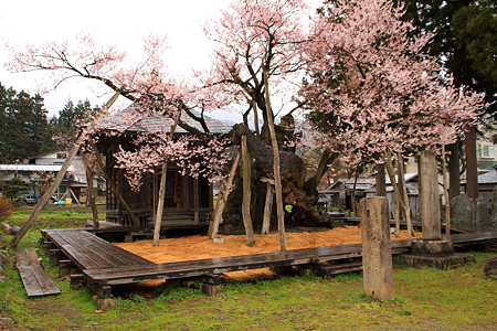 置賜さくら回廊　薬師桜