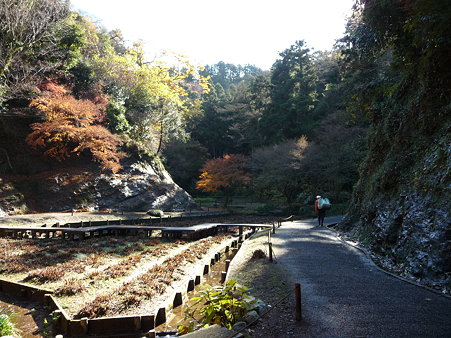091204-明月院庭園 (11)