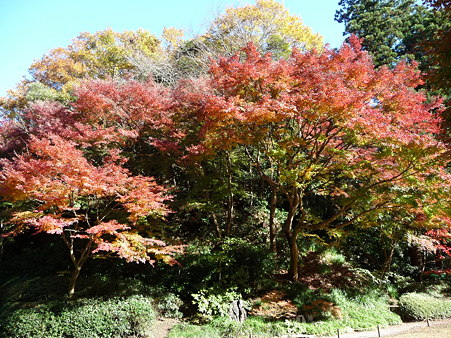 091204-明月院庭園 (52)
