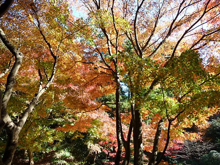 091204-明月院庭園 (51)