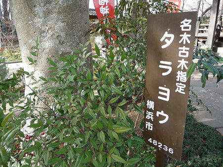 100120-4.徳善寺 (10)