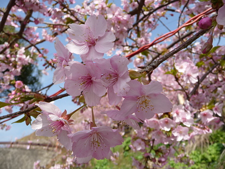 100223-松田山 河津桜 (17)