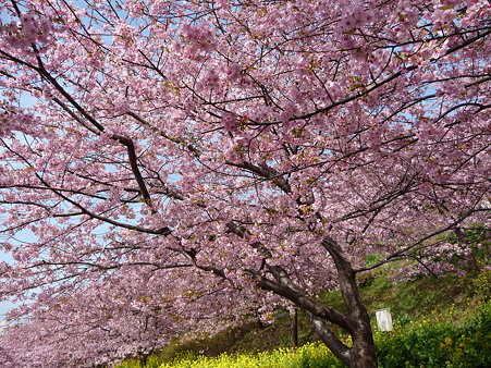100223-松田山 河津桜 (33)