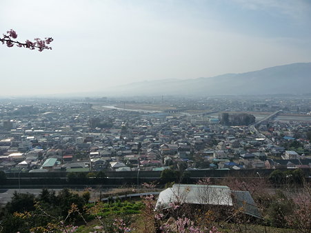 100223-松田山 河津桜 (37)