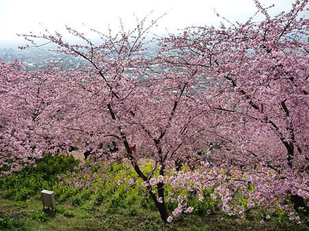 100223-松田山 河津桜 (49)
