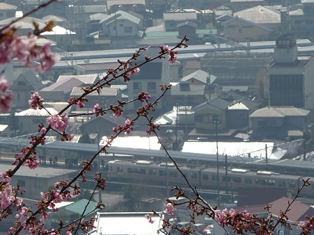 100223-松田山 河津桜 (52)