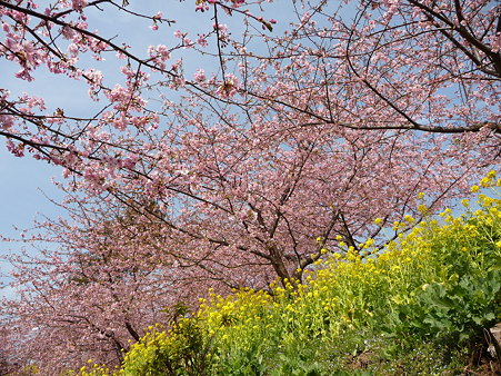 100223-松田山 河津桜 (60)