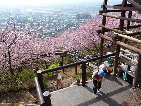 100223-松田山 河津桜 (65)