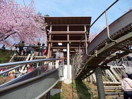 100223-松田山 河津桜 (99)