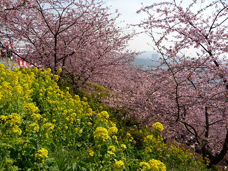 100223-松田山 河津桜 (87)