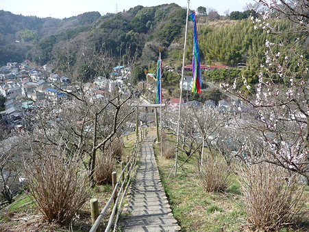 100301-田浦梅林 (94)