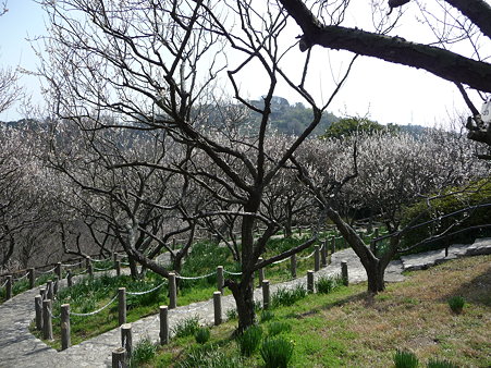 100301-田浦梅林 (28)