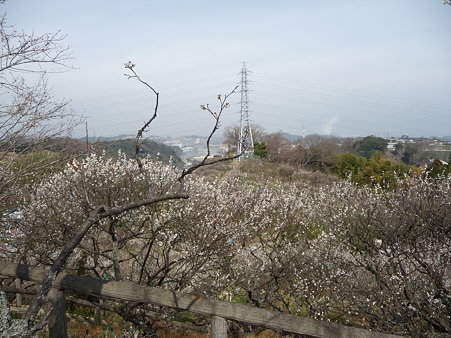 100301-田浦梅林 (29)
