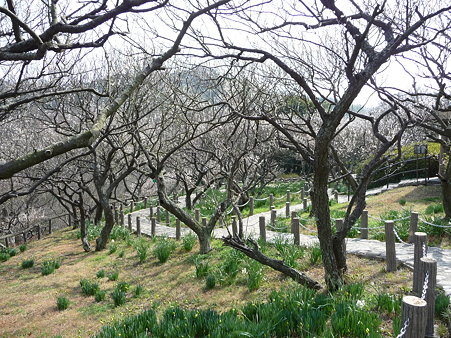 100301-田浦梅林 (30)