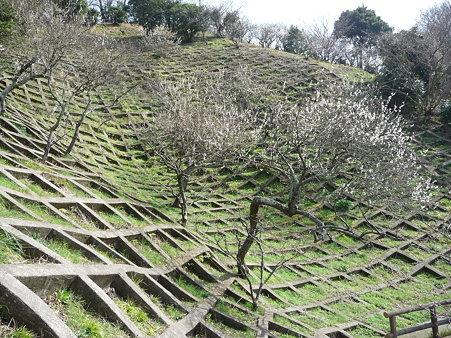 100301-田浦梅林 (97)