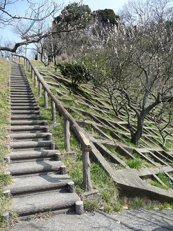100301-田浦梅林 (96)