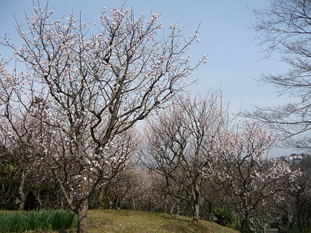 100301-田浦梅林 (45)