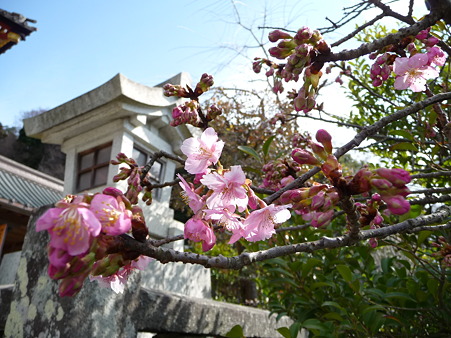 110225-鶴岡八幡宮 (46)