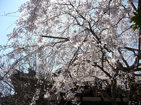 110406-本覚寺 (7)