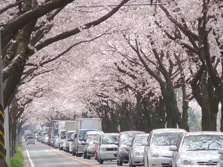 110411-海軍道路 (39)