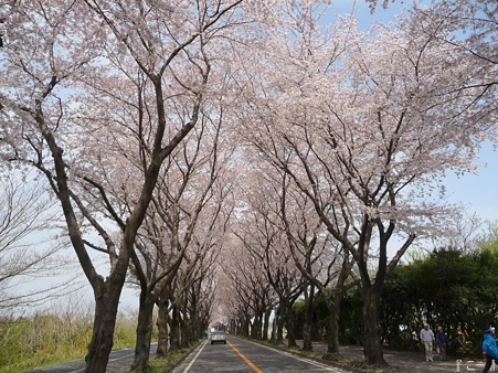110411-海軍道路 (79)