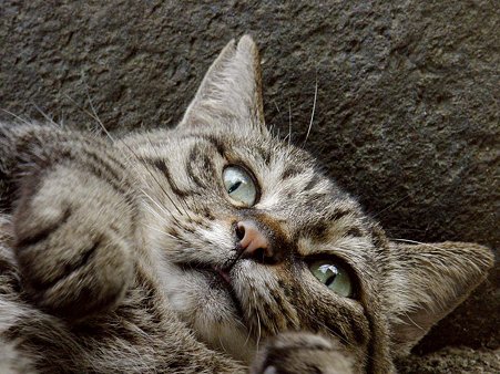 ゲバチ、またの名をおばちゃん拡大