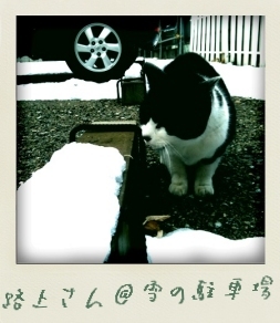 路上猫さん＠雪の駐車場